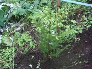 第61回全国植樹祭_d0096520_1182361.jpg