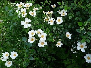 薔薇 淡雪 木漏れ日の庭 2 薔薇 淡雪 木漏れ日の庭 2