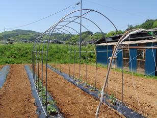 野菜の苗を植えました_f0022024_6501266.jpg