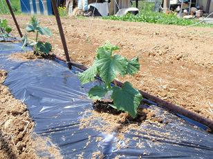 野菜の苗を植えました_f0022024_6503032.jpg