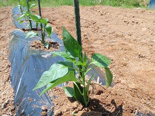 野菜の苗を植えました_f0022024_650401.jpg