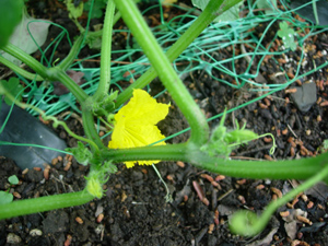 e0097534_145154.jpg