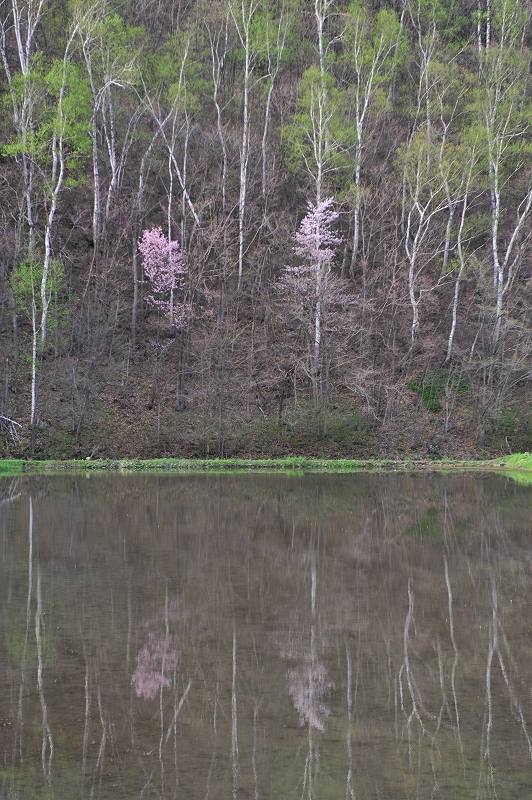 富良野　春の光_f0050534_22123194.jpg