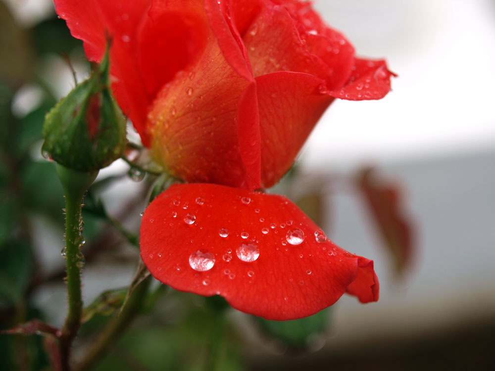 雨薔薇 by SH0T_b0142435_20381839.jpg