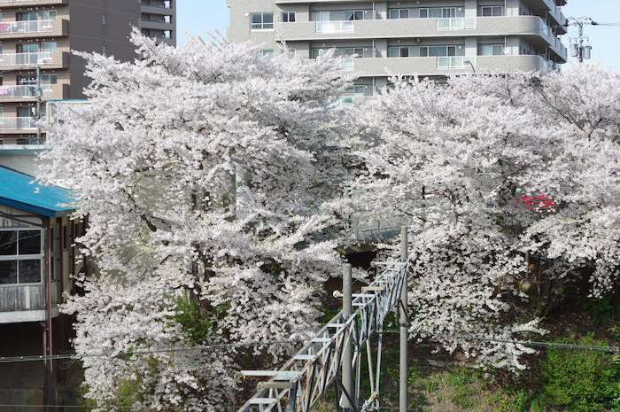 桜_a0136438_22111691.jpg