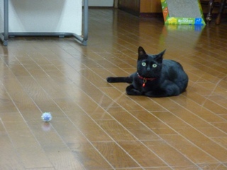 ゆきねこ教室会場のご案内 のぇる編。_a0143140_22591992.jpg
