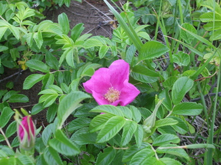 c0202242_1737211.jpg