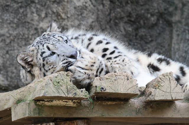 ユキチの「東山ユキヒョウ舎」デビュー日ですね…_e0123945_2381466.jpg