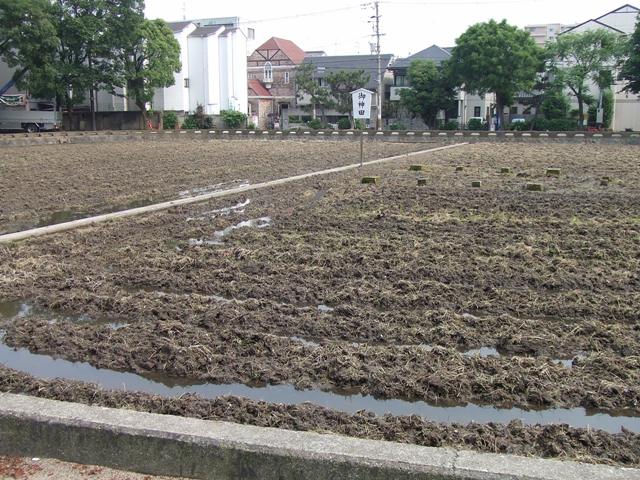 June 14,    Rice Planting Festival at Sumiyoshi Shrine_e0046748_17571896.jpg