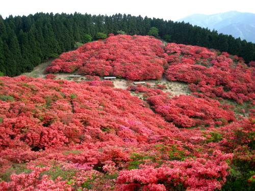 ５８回　８８座　２０１０年５月２１～２２日　二上山　岩橋山　大和葛城山　金剛山_c0179351_19134999.jpg