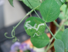 スーパーの野菜を育てる3 豆苗の花が咲いた 春巻雑記帳 スーパーの野菜を育てる3 豆苗の花が咲いた 春巻雑記帳