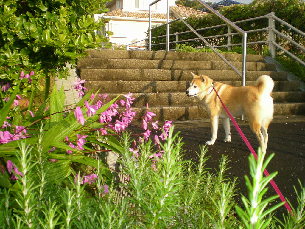 ２０１０年５月２５日、今日は夏日！_f0060461_953767.jpg