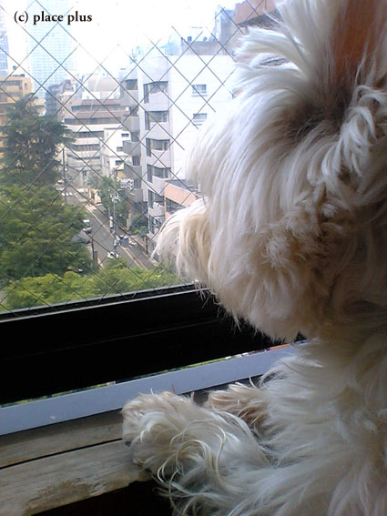 早朝のベランダ_b0107163_655524.jpg