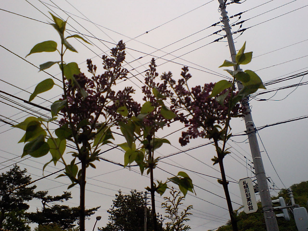 d0098665_17495067.jpg
