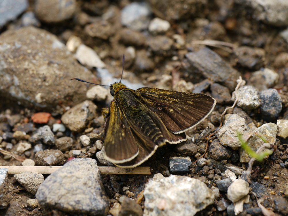 a0146869_41242.jpg