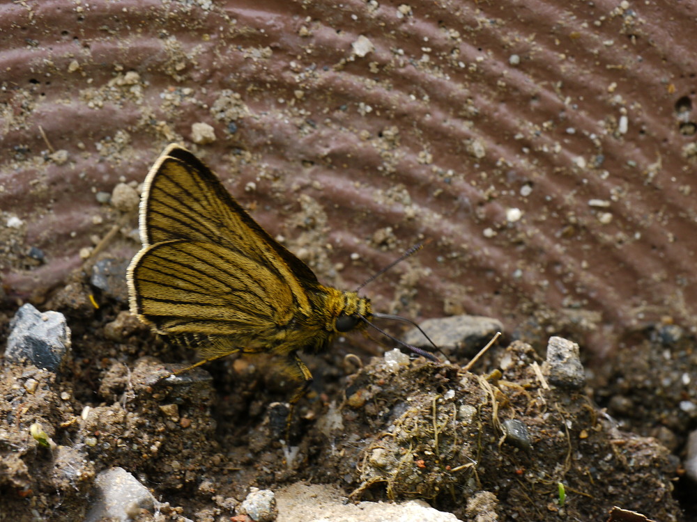 a0146869_4246.jpg