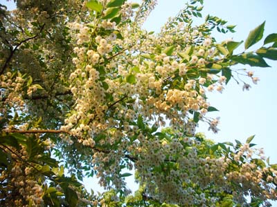 e0067674_15412085.jpg