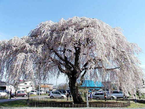 北斗市の枝垂れ桜_f0092382_313628.jpg