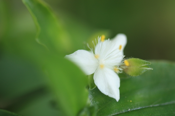 足元に咲く小さな花～トキワツユクサ♪_e0195587_192664.jpg