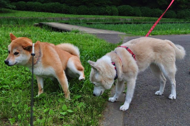 咲いた咲いた、菖蒲が咲いた。_a0126590_2246152.jpg