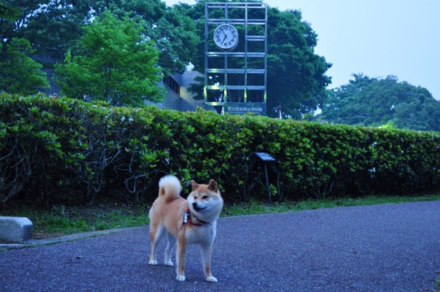 咲いた咲いた、菖蒲が咲いた。_a0126590_22512140.jpg