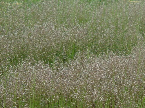 ふわふわ草 名前は不明 Grasshouse ふわふわ草 名前は不明 Grasshouse