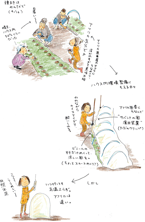 オクラ日記 vol.1 種蒔き以前~芽生え_f0236291_6194414.gif