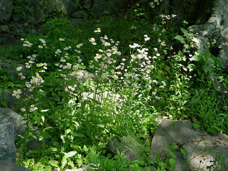 ヒメジョオン（舞鶴公園 2010/05/16撮影）_f0204094_630999.jpg