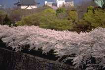 c0189698_1412276.jpg