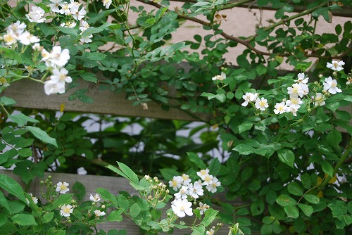 c0124100_21501461.jpg