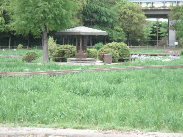 春日池公園のバラ・花菖蒲_d0152100_15562846.jpg