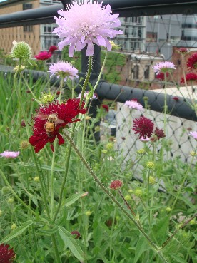 チェルシー「High Line」_b0118001_2344792.jpg
