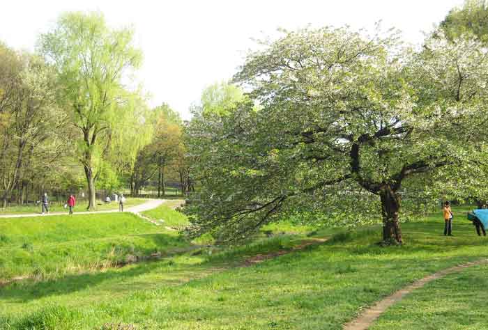 春のスケッチ16野川公園：気持ちの良い風に吹かれて_b0144301_0321616.jpg