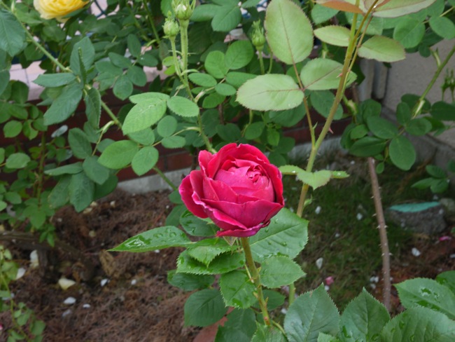 e0163202_19543853.jpg