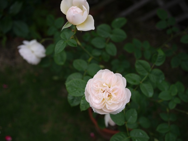 Our garden today - May 26 -_e0163202_2201982.jpg