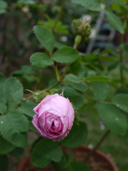 e0163202_22161039.jpg