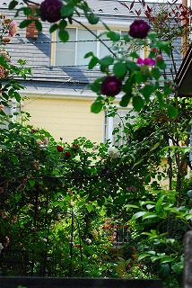 e0128909_18104180.jpg