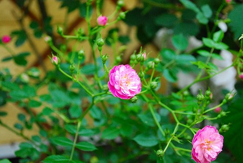 e0128909_1835299.jpg