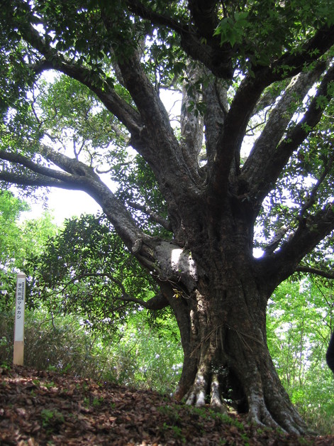 b0093515_7363610.jpg