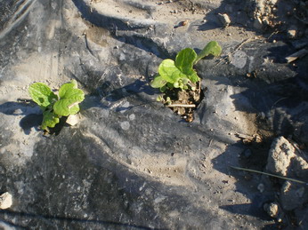 c0124619_2293814.jpg
