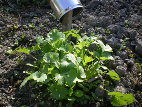 c0124619_2381256.jpg
