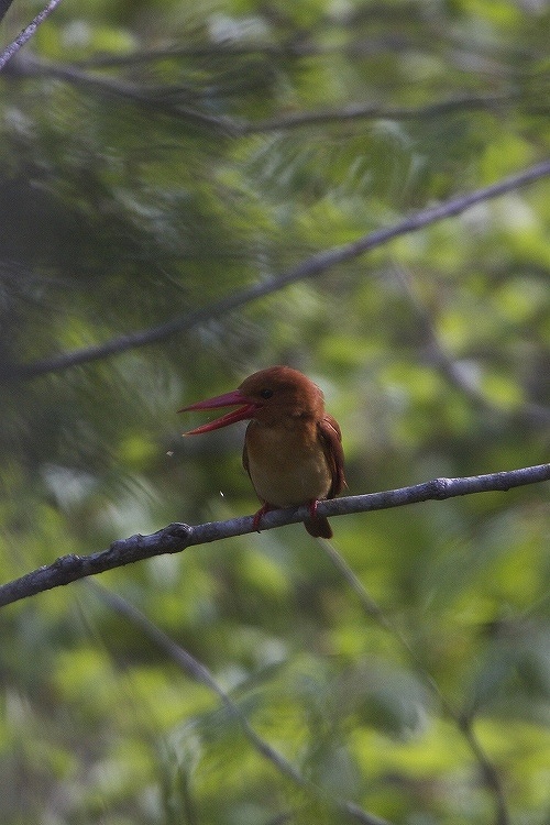 アカショウビン♪_d0075428_553249.jpg