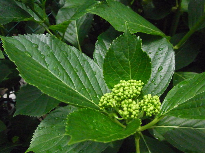 c0073536_176684.jpg