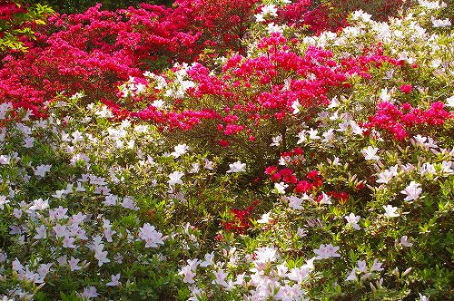 ツツジの花・・・晩春の箱根の旅（６）_d0043136_16114989.jpg