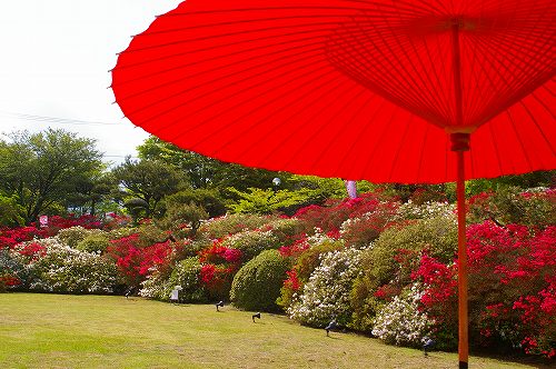 ツツジの花・・・晩春の箱根の旅（６）_d0043136_16123278.jpg