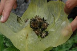 ヒマラヤに咲く高山植物、ボンボリ・トウヒレン_a0123437_15444591.jpg