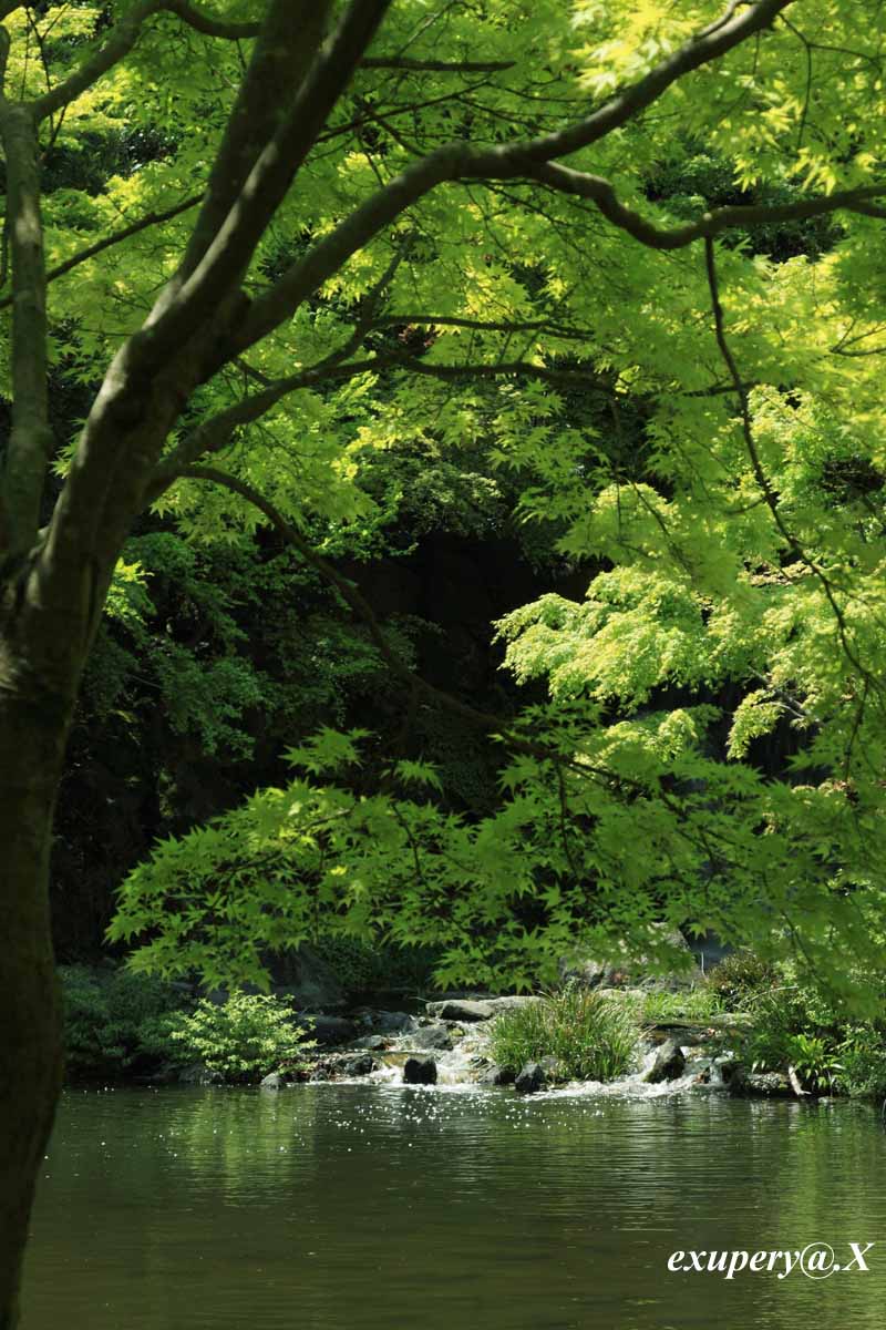 やっぱり5月は新緑!!万博公園の紅葉の滝の新緑を撮影しました_e0195337_22543822.jpg