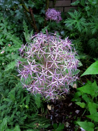 花火のような花たち ひだまりの庭 ヒネモスノタリ