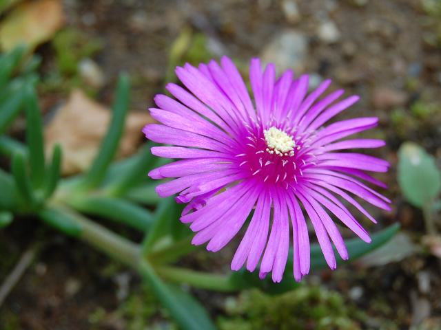 松葉菊 マツバギク ポピュラーな花