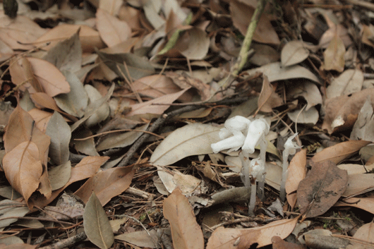 c0093046_7404453.gif